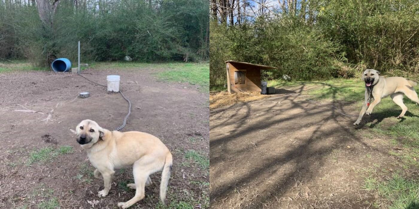 Before and After photos of Devo with new free PETA doghouse