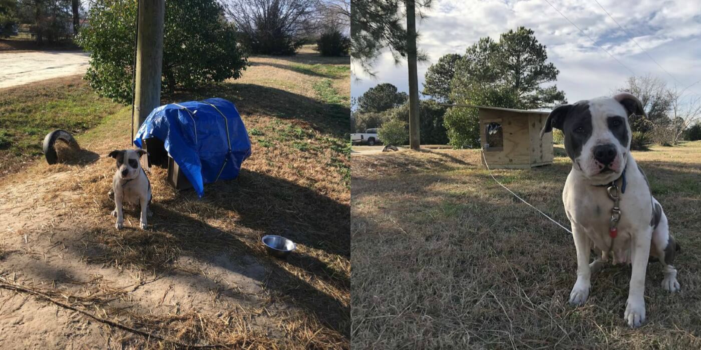 Before and after photos of Duchess with her new free PETA doghouse