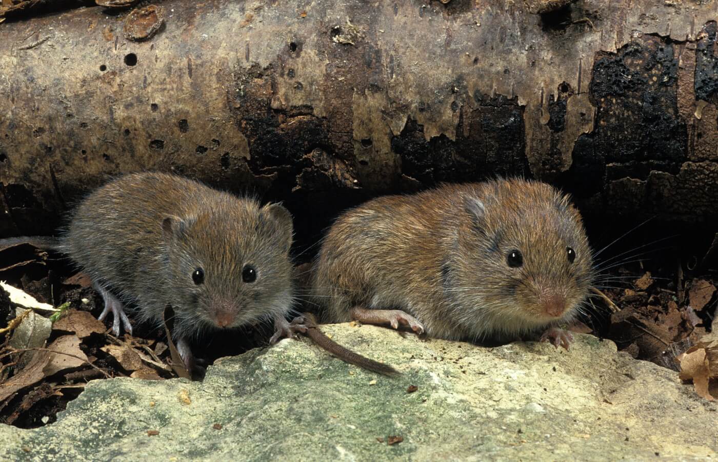 Prairie Voles and other animals who mate for life