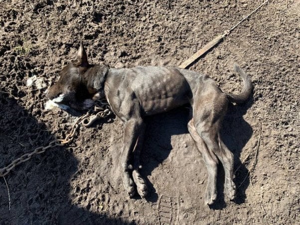 Deceased dog discovered by PETA fieldworkers in January 2020