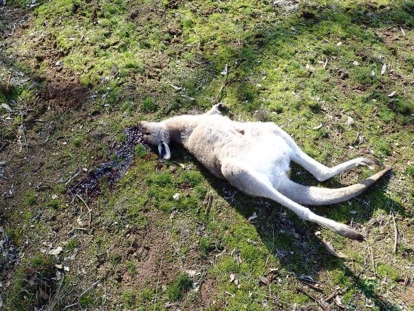 Kangaroo Shot in Australia
