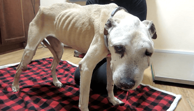 Meliko, a dog brought to PETA for end-of-life services