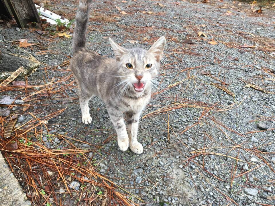 Before photo of Miss Thang, a cat rescued by PETA