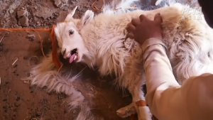 PETA Exposé Reveals Cruelty Behind Cashmere Sweaters