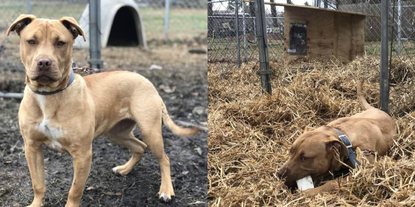 Before and after photos of Princess with her new free PETA doghouse