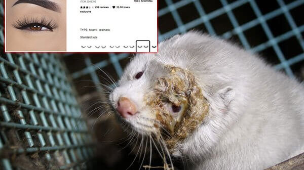 mink with severe eye infection
