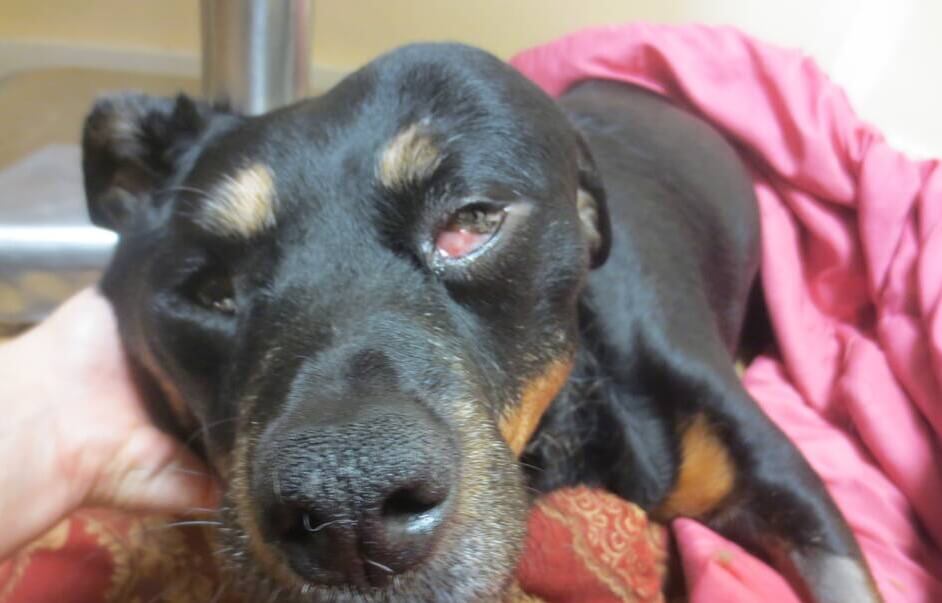 Sadie Mae, a dog brought to PETA for end-of-life services