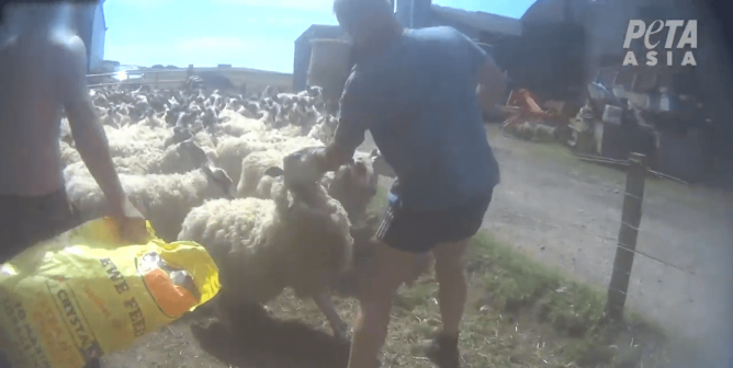 Wool Farmer Found Guilty After Being Filmed Punching Sheep in the Face
