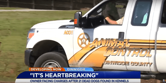 Screenshot from Newscast About 21 Dogs Found Dead
