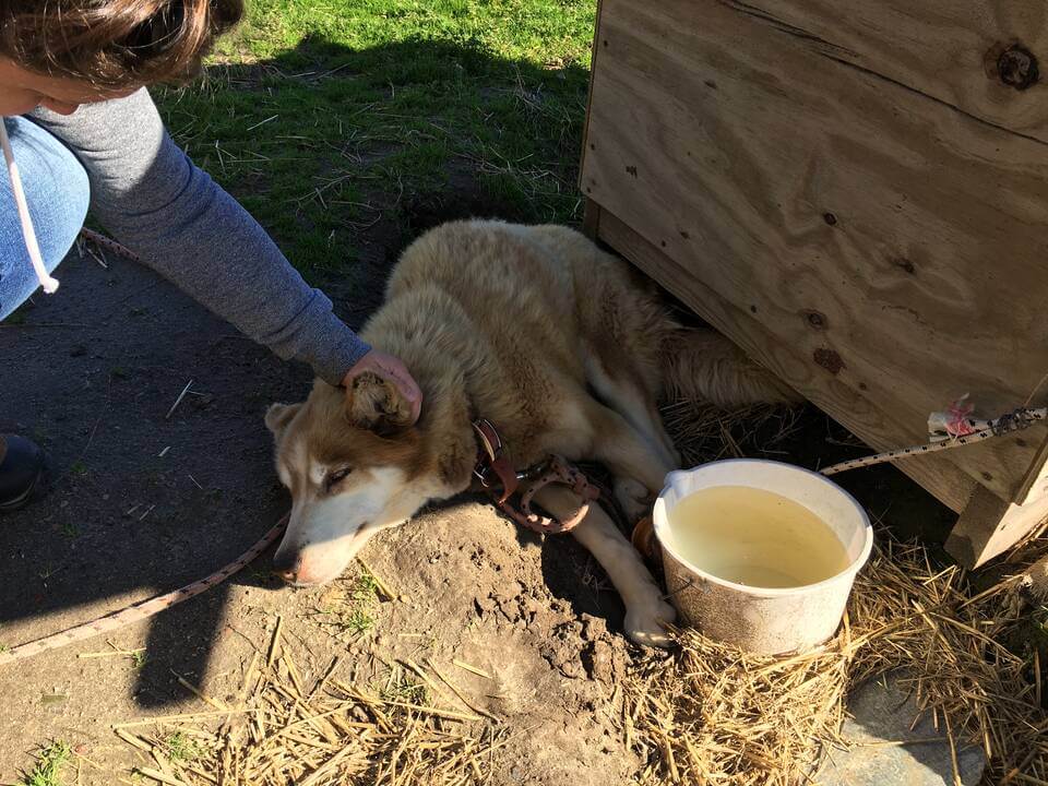 Sheba, a geriatric Husky, found dying alone in a hole she dug
