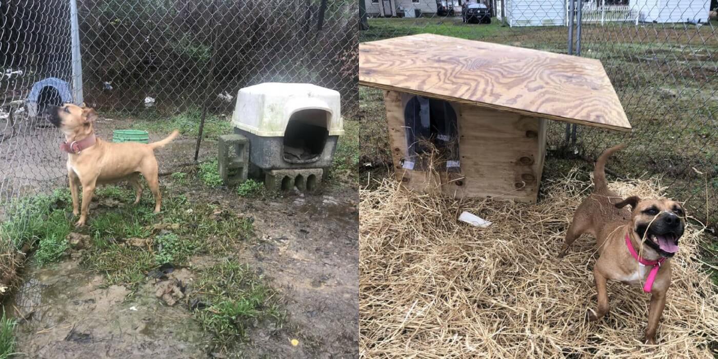 Before and After photos of Sheba, a dog given a new free doghouse by PETA