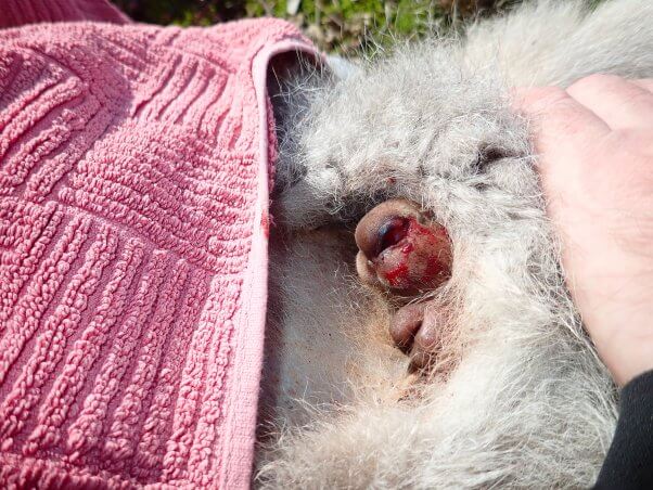 Kangaroo Shot in Australia