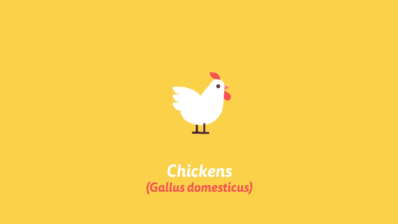 PETA Videos: Animal Rights Television®