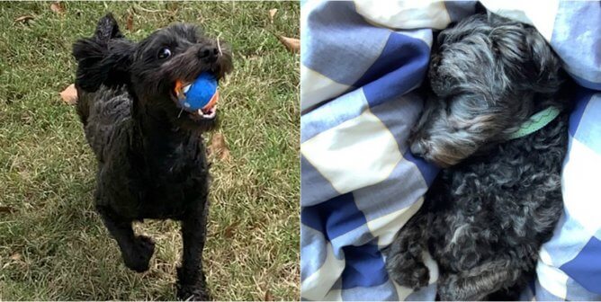 Ziggy Chained Dog Rescued by CAP