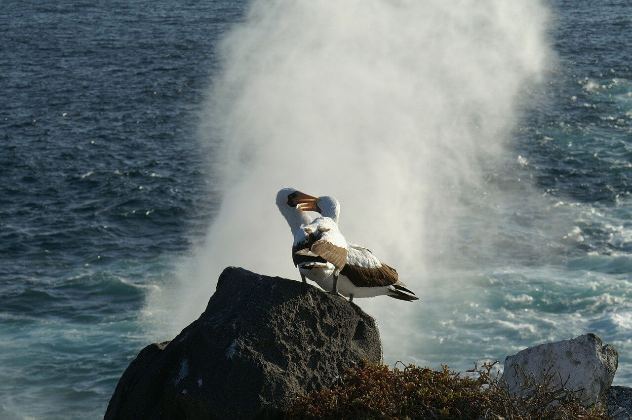 more birds falling in love through dance
