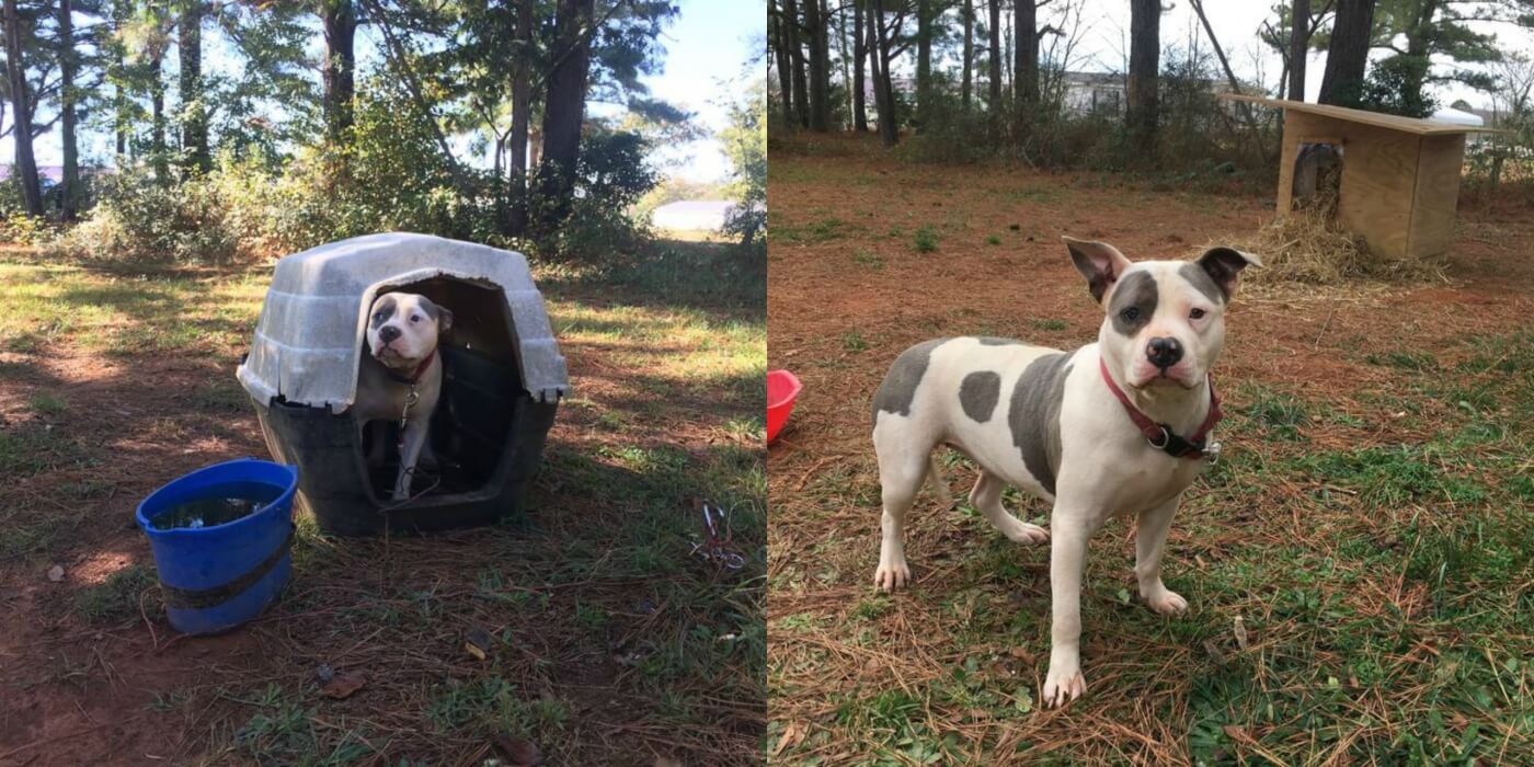 Before and after photos of Roxy with her new PETA doghouse