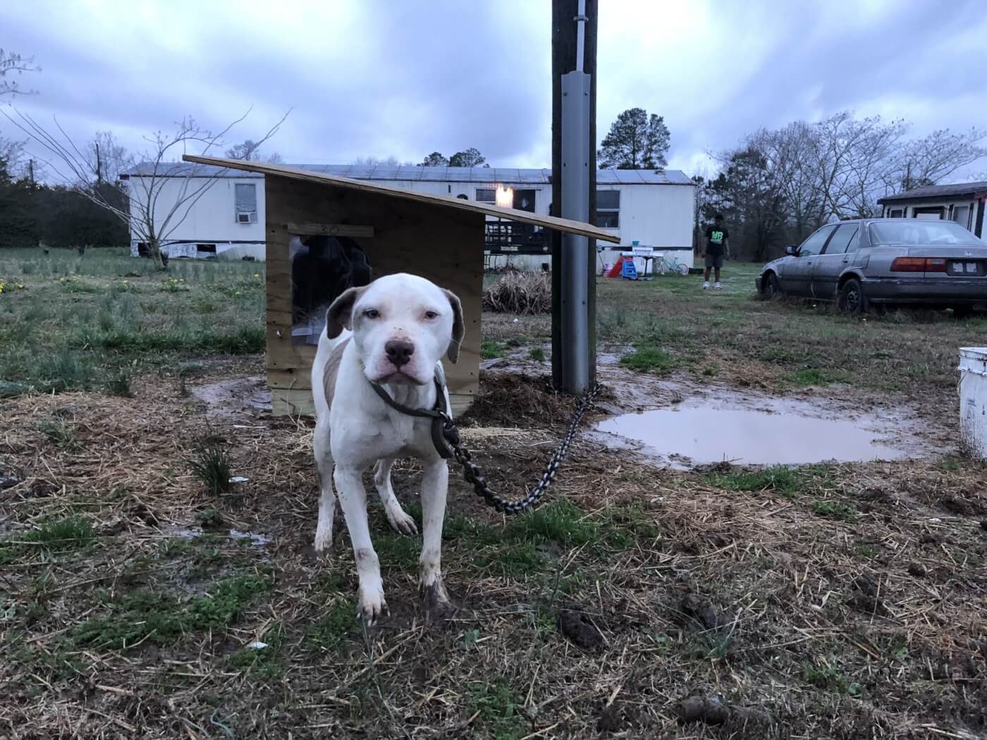 chained dogs, breaking the chain