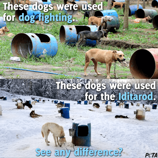 dog sledding vs dog fighting