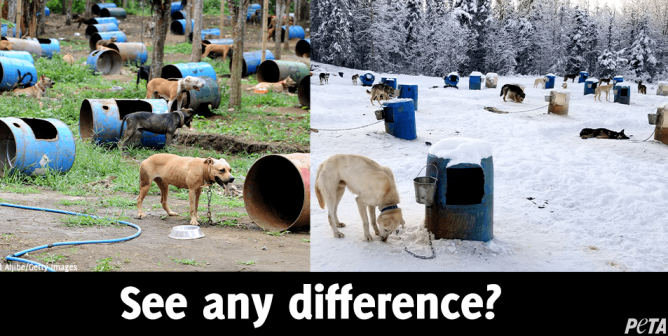 dogfighting vs dogsledding kennels side by side
