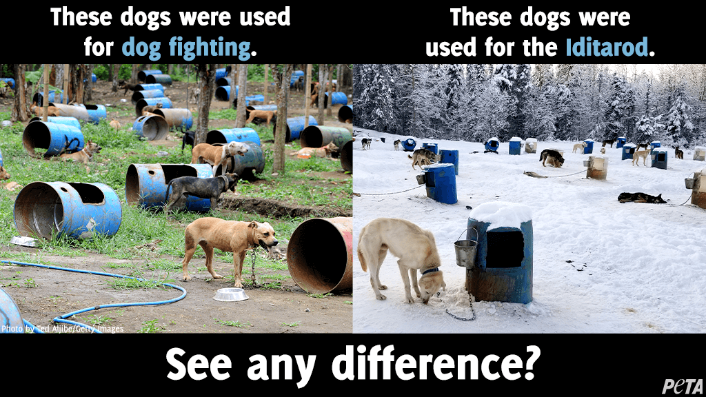 Dogfighting vs. Dogsledding Spot the Difference PETA