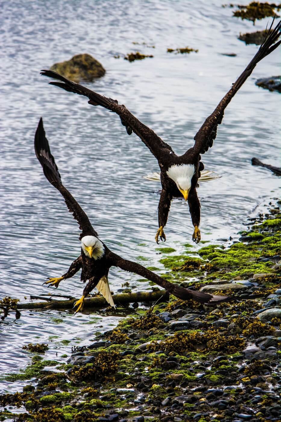 Bald Eagles and other animals who mate for life