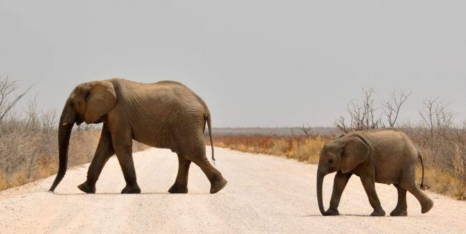 pittburgh zoo tries to capture wild baby elephants