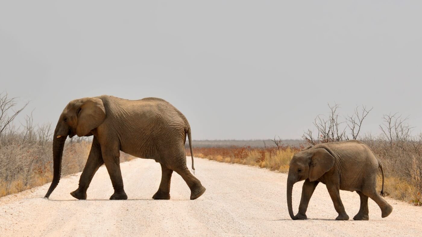 pittburgh zoo tries to capture wild baby elephants