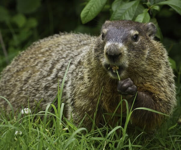 Groundhog in Grass Munching on Flower