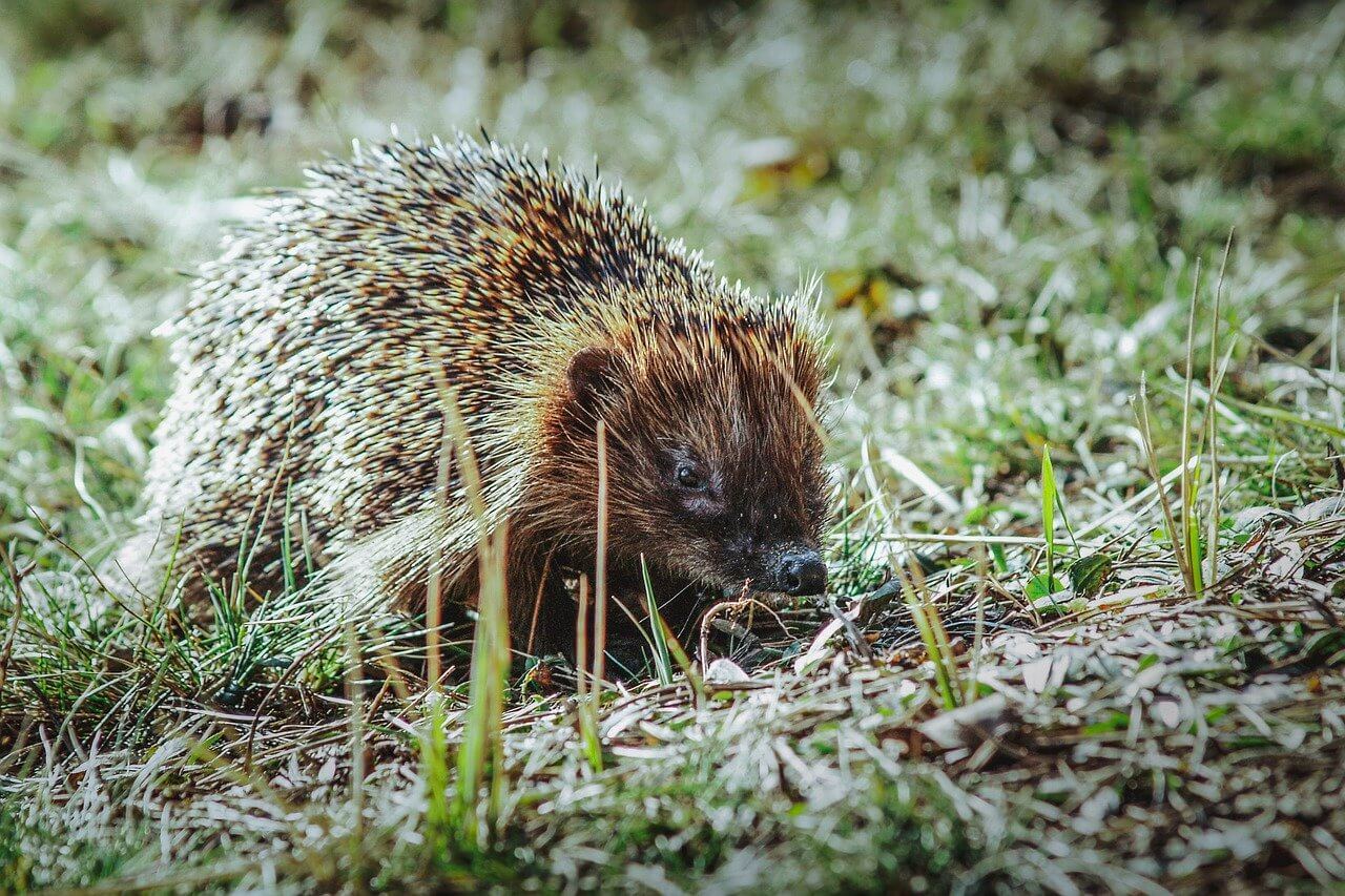 Hedgehog in the grass