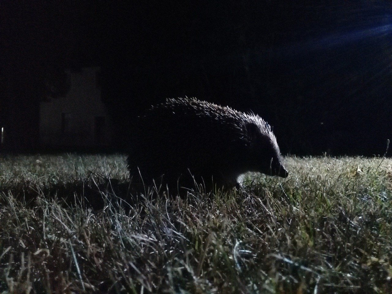 Hedgehogs are nocturnal