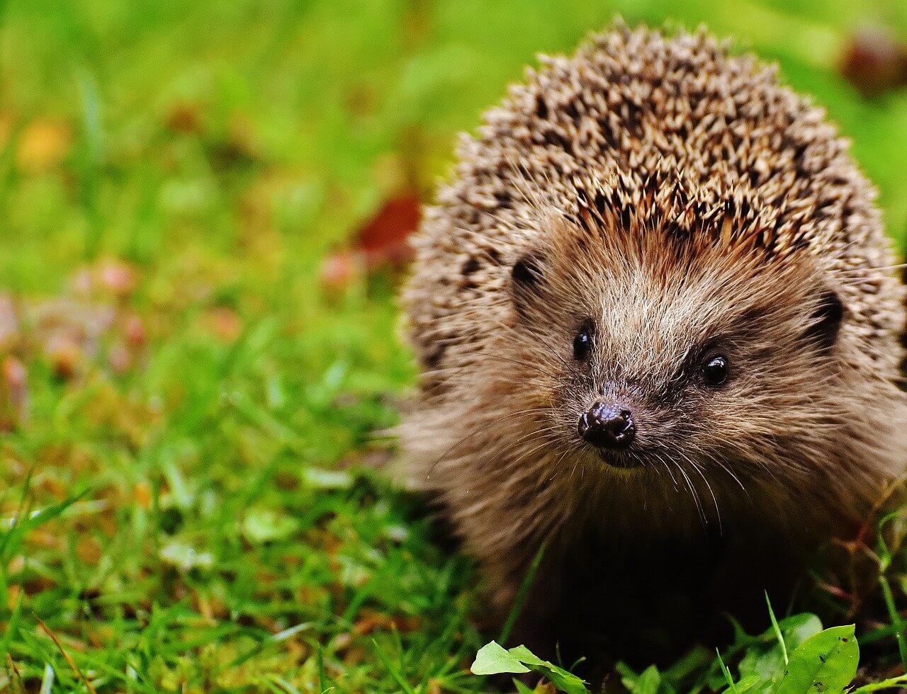 hedgehog pets kids