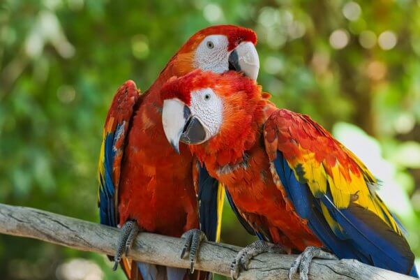 Two Scarlet Macaws Preening Each Other