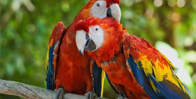 Two Scarlet Macaws Preening Each Other