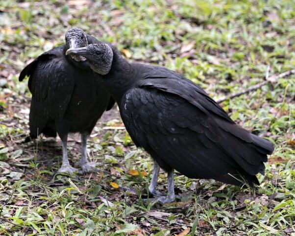Two Black Vultures Cuddling