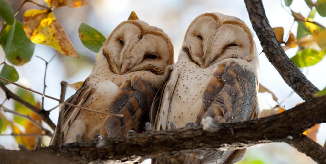 Barn Owls and other animals who mate for life
