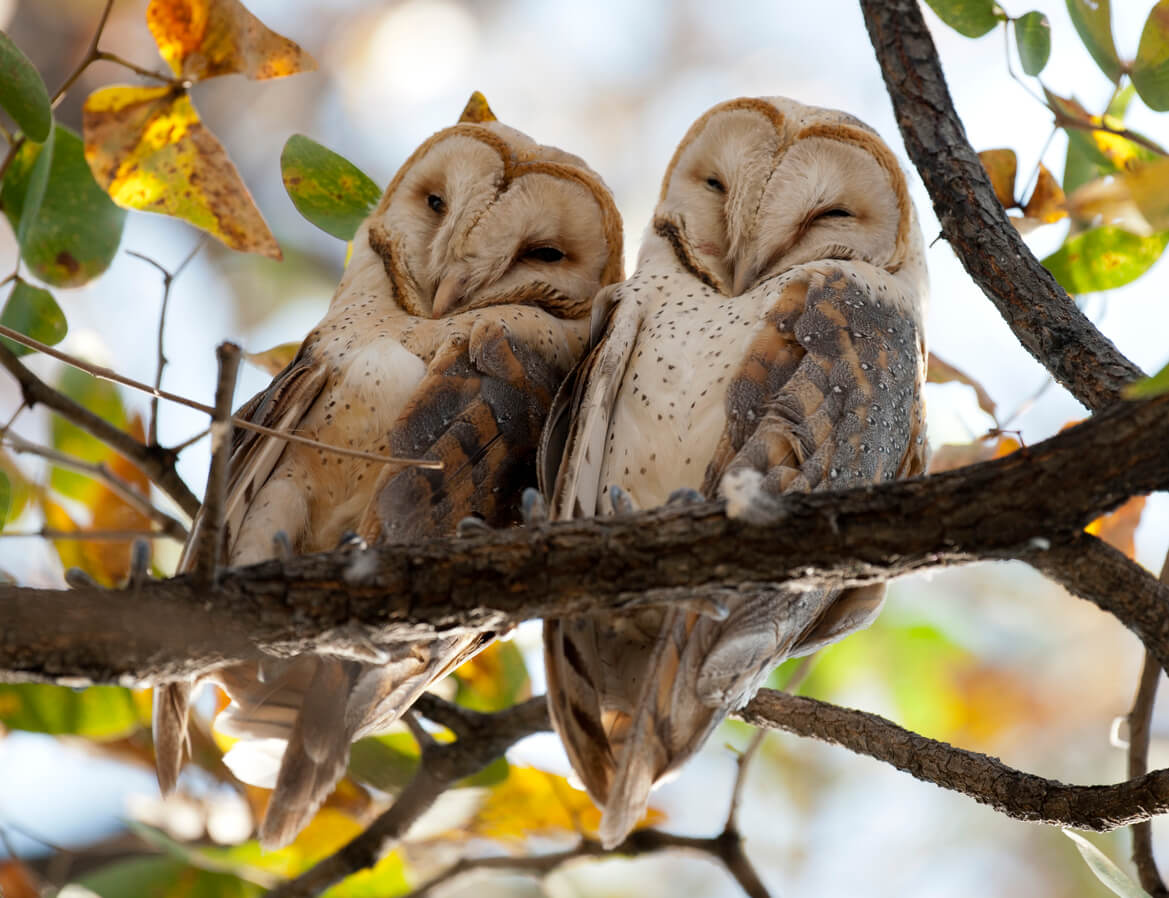 Barn Owls and other animals who mate for life