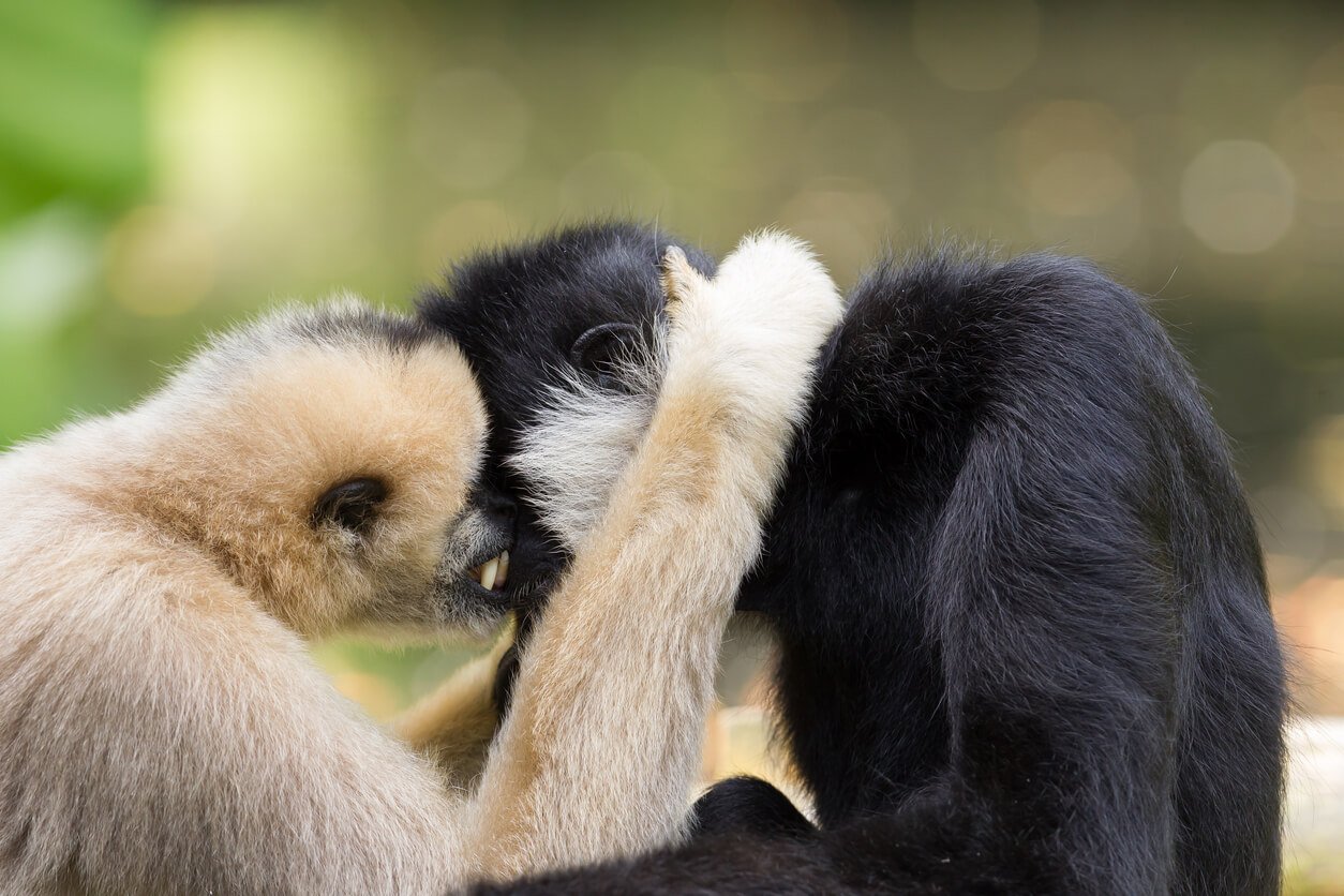 Gibbons and other animals who mate for life