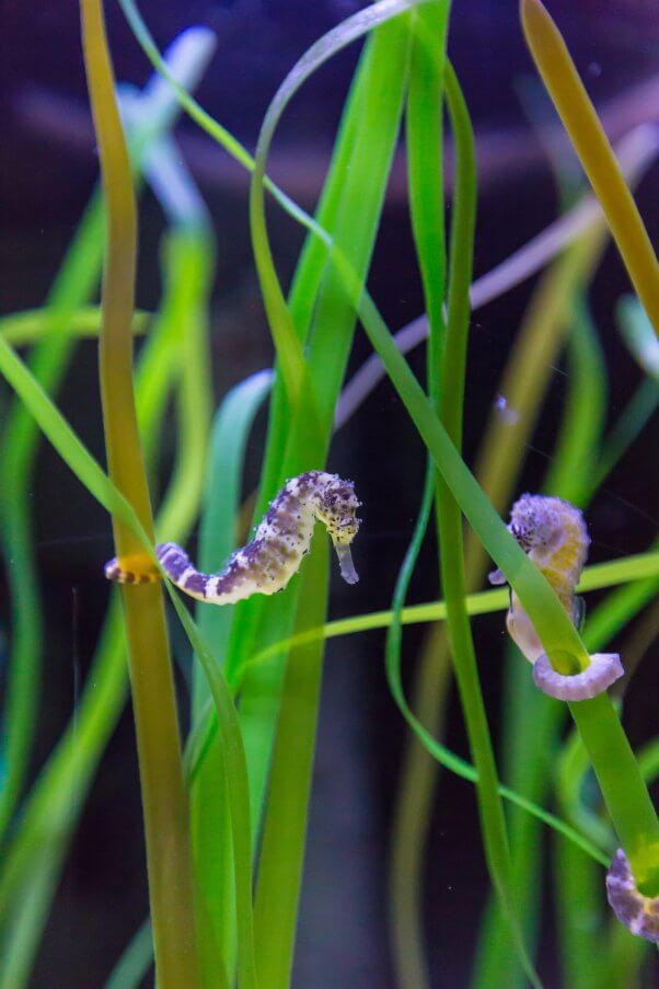 Two Seahorses With Tails Wrapped Around Seaweed