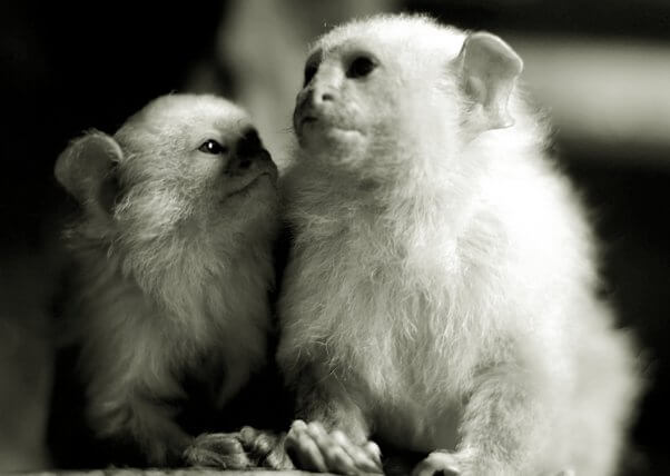 Two Marmosets Snuggling