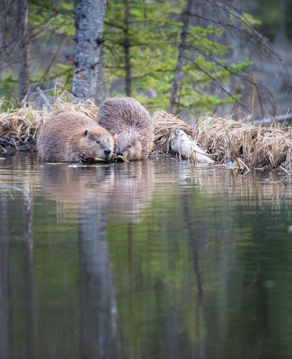 Beaver Couple on the Shore