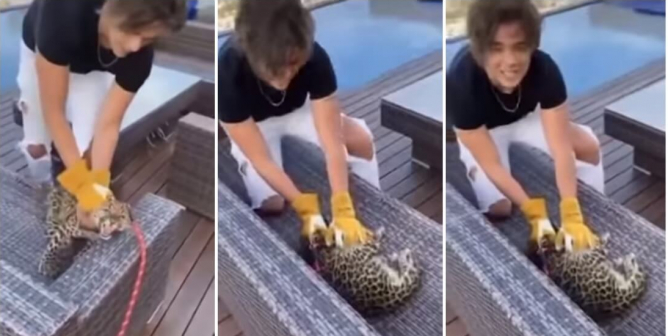 leopard abuse from Juan Durán, Enamorándonos