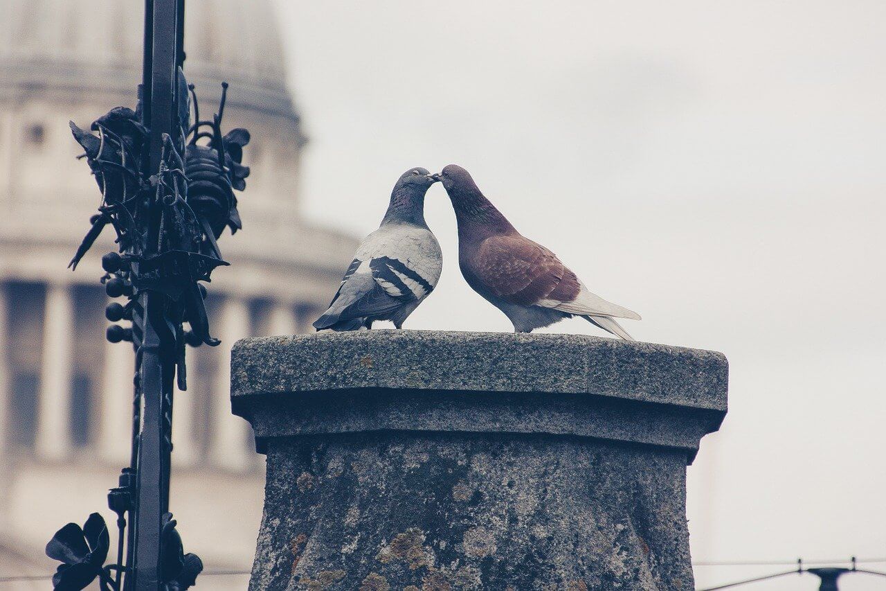 Love Birds, animal love