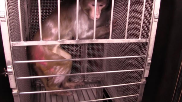 coronavirus monkey risk - animals in labs need our help