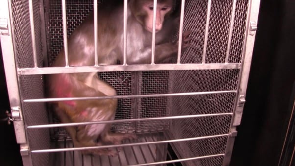 coronavirus monkey risk - animals in labs need our help