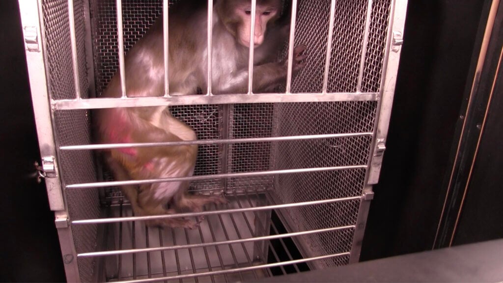 coronavirus monkey risk - animals in labs need our help