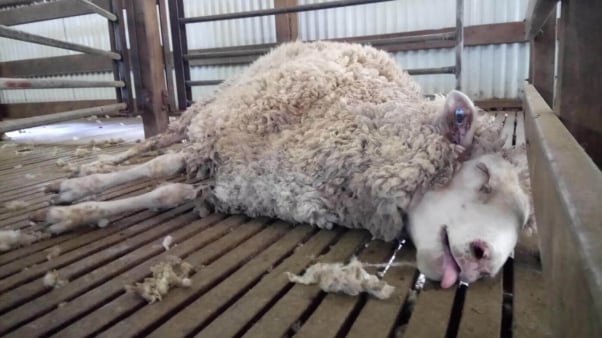 PETA wool investigation in Australia showing a lame sheep on their side, panting hard in a pen