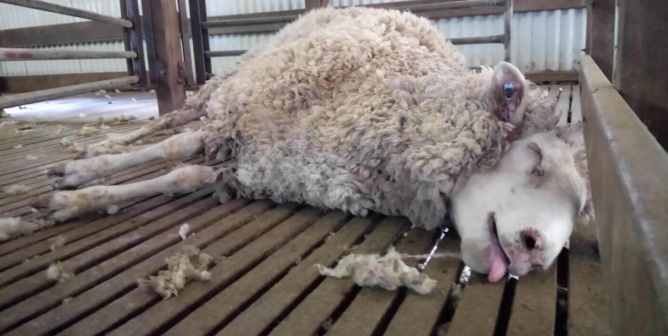 What’s the Truth Behind Nike’s ‘Responsible’ Wool Commitment?