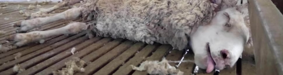 PETA wool investigation in Australia showing a lame sheep on their side, panting hard in a pen