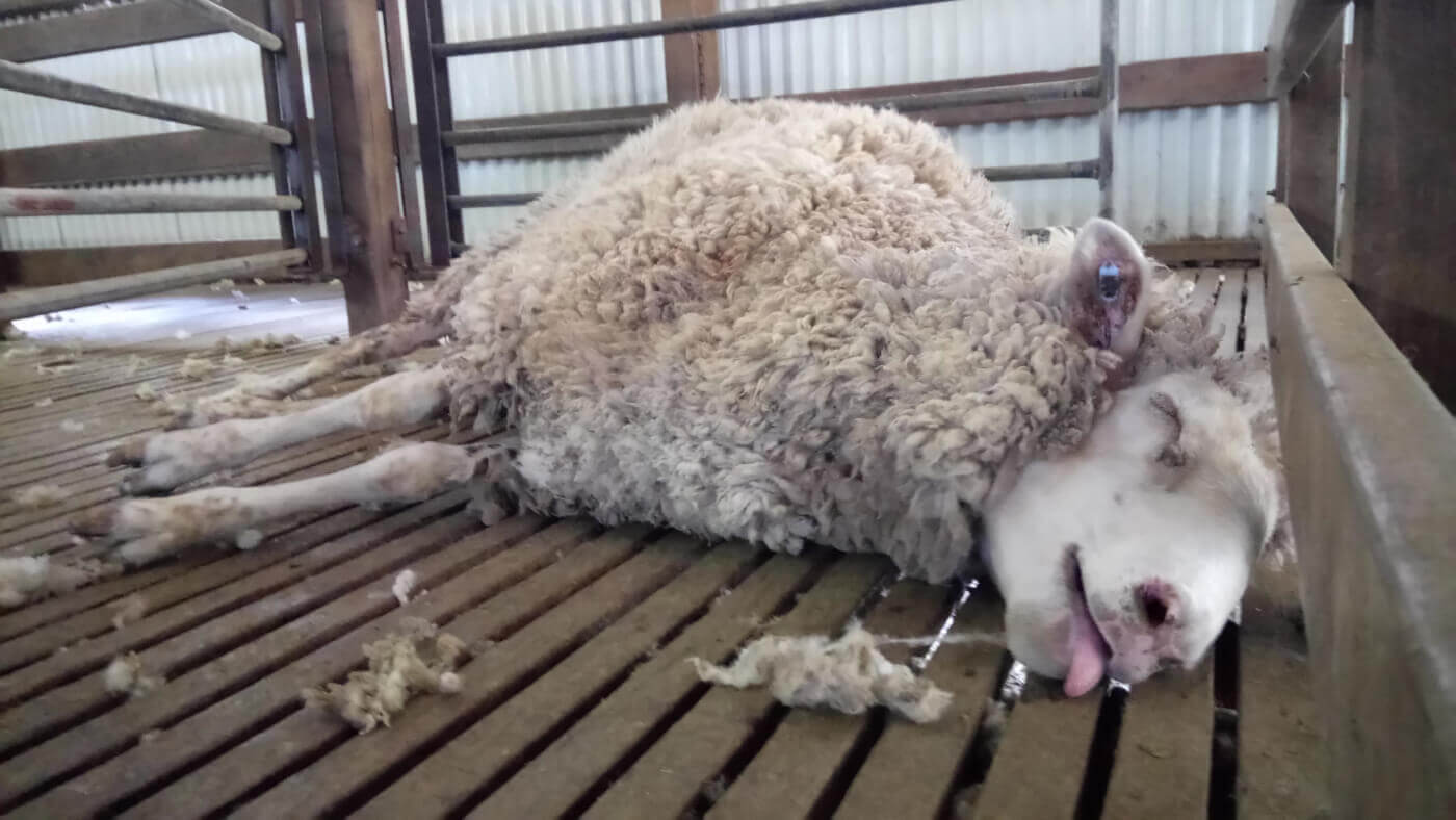 PETA wool investigation in Australia showing a lame sheep on their side, panting hard in a pen