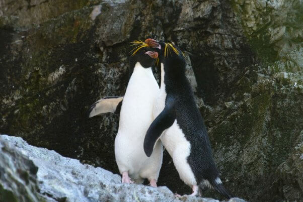 Two Macaroni Penguins Embracing